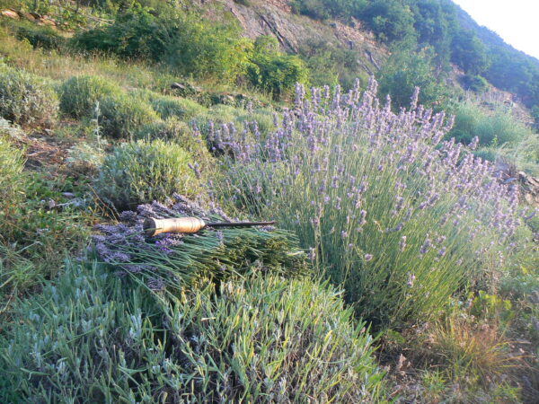 Wooden sticks air freshener with mountain bio-lavender 1