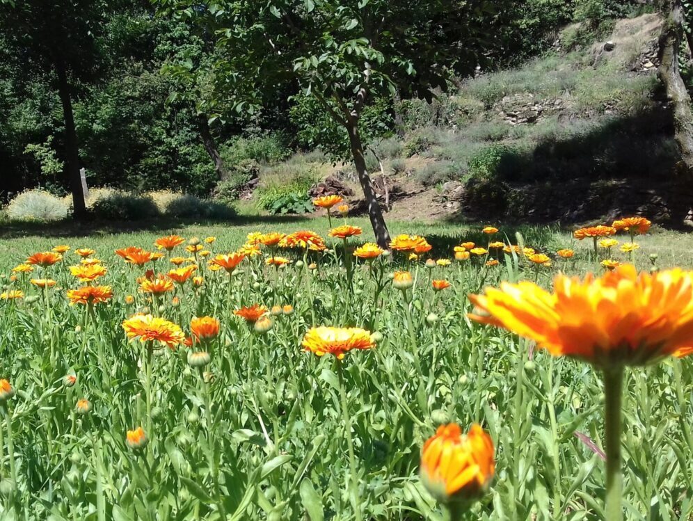 campo calendula Il brusafer