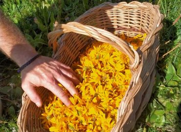 Arnica